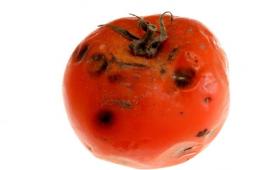 토마토 역병 퇴치 - 가장 효과적인 수단