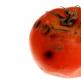 Kova su vėlyvuoju pomidorų pūtimu - veiksmingiausia priemonė